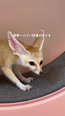 FennecHouse 新大久保店 사진 2