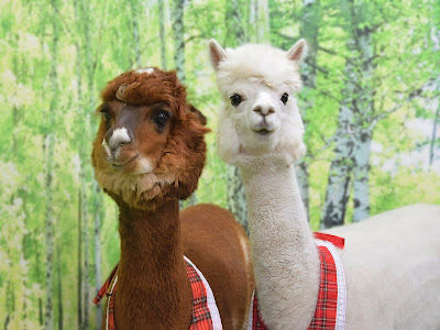 Alpaca fureai land 사진 5