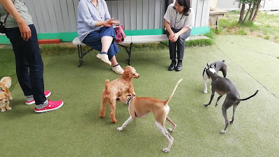 SIPPOPO DOGRUN 사진 3