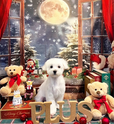 dogsalon mili mili +plus【大田区六郷土手店】 사진 2
