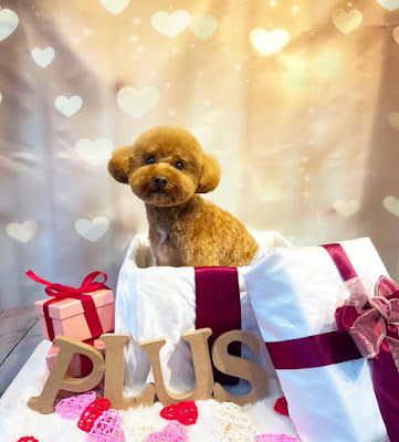 dogsalon mili mili +plus【大田区六郷土手店】 사진 3
