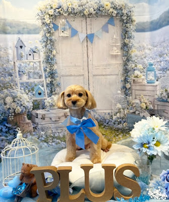 dogsalon mili mili +plus【大田区六郷土手店】 사진 4