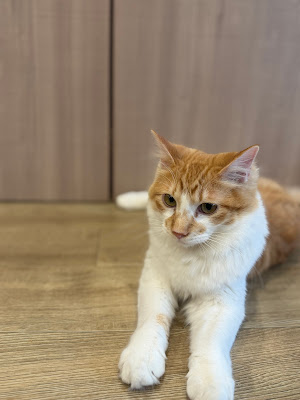 にゃんほっと大鳥居店 사진 4