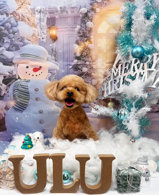 Dogsalon mili mili ulu【平間店】 사진 4