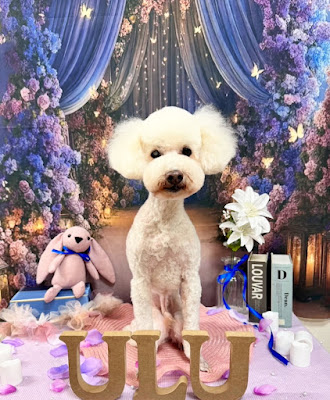 Dogsalon mili mili ulu【平間店】 사진 3