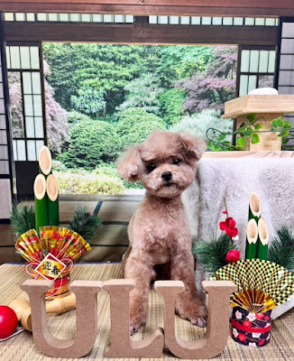 Dogsalon mili mili ulu【平間店】 사진 2