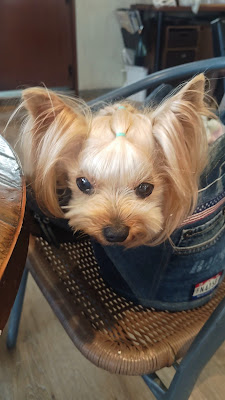 Deco`s Dog Cafe countryside Sabo 사진 2