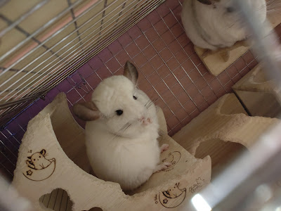 Royal Chinchilla 사진 2