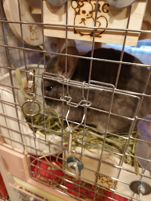 Royal Chinchilla 사진 4