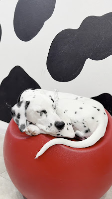 DALMATIAN CAFE 101 사진 3
