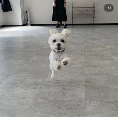 室内ドッグラン わんこのしっぽ 사진 3