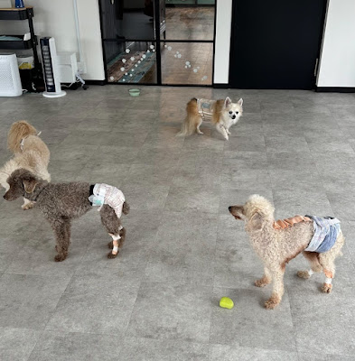 室内ドッグラン わんこのしっぽ 사진 4