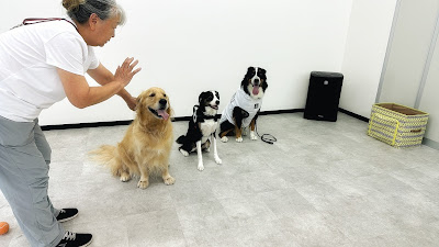 室内ドッグラン わんこのしっぽ 사진 5