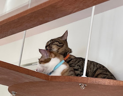 小さな保護猫カフェ 香 사진 4