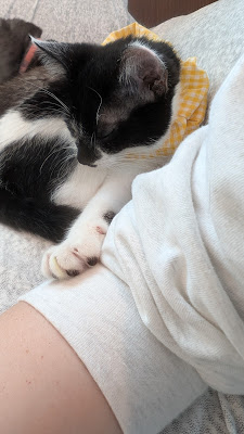 小さな保護猫カフェ 香 사진 3