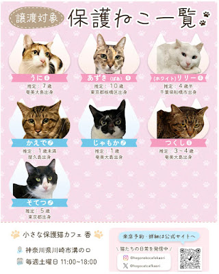 小さな保護猫カフェ 香 사진 2