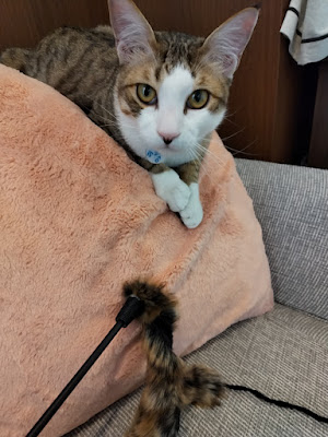 小さな保護猫カフェ 香 사진 5