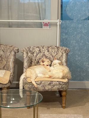 Cat Living Shelter Cafe 사진 3