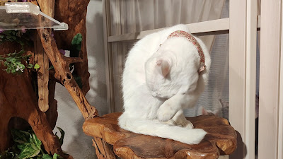 Cat Living Shelter Cafe 사진 2