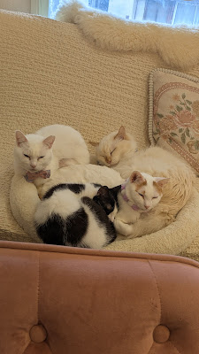 Cat Living Shelter Cafe 사진 4