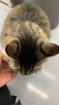 Rescue Cat Cafe Meooow! 사진 2