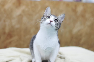 Rescue Cat Cafe Meooow! 사진 3