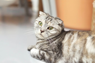 Rescue Cat Cafe Meooow! 사진 4