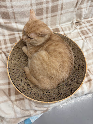 Rescue Cat Cafe Meooow! 사진 5