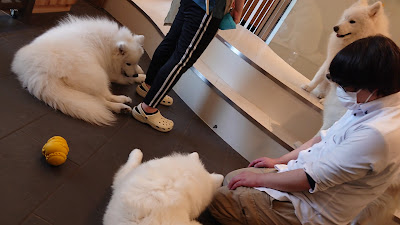 Samoyed Cafe AL 사진 3