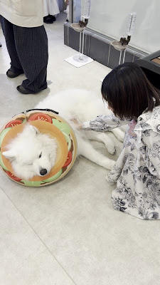 Samoyed Cafe AL 사진 5