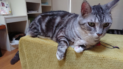 nekochaya 사진 3