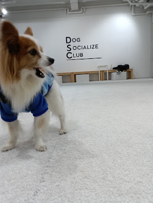 DOG SOCIALIZE CLUB 室内ドッグラン 사진 3