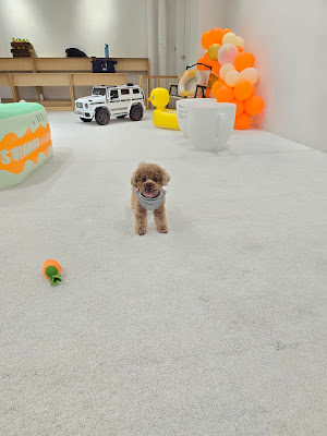 DOG SOCIALIZE CLUB 室内ドッグラン 사진 2