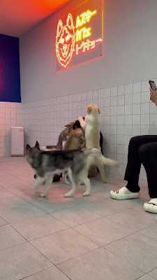 HUSKY CAFE TOKYO 사진 2