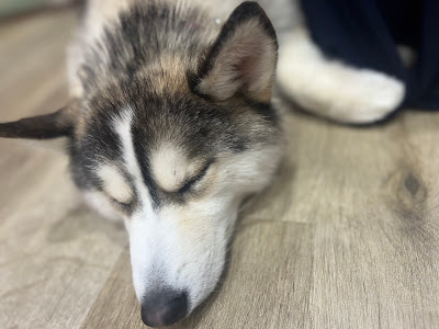 HUSKY CAFE TOKYO 사진 4