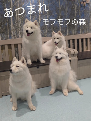 サモエドカフェ アル 芝浦店 사진 2