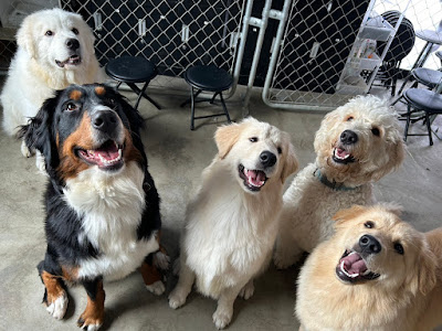 大型犬ふれあいカフェもふちる東京港区店 사진 2