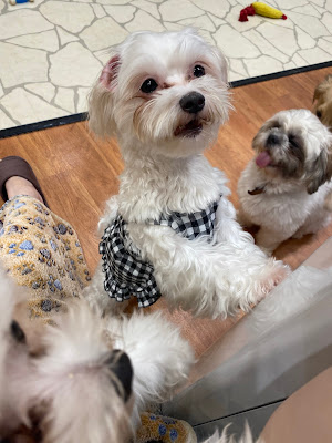 RIO Puppy Cafe 사진 4