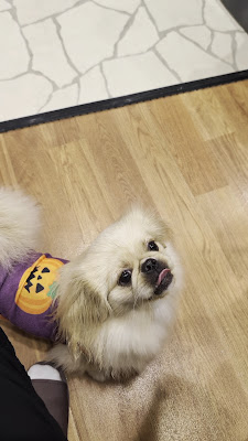 RIO Puppy Cafe 사진 2