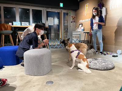 BLINK Cafe Pet friendly (ブリンクカフェ ペットフレンドリー) 사진 3