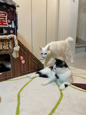 保護猫ラウンジ「猫と。。」＠勝どき 사진 2
