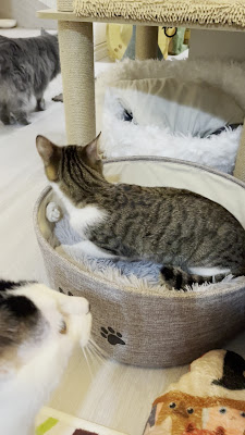 保護猫ラウンジ「猫と。。」＠勝どき 사진 3