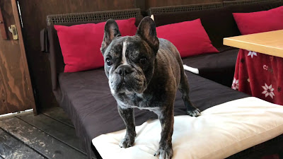 BARCA Dog Cafe & Community 사진 2