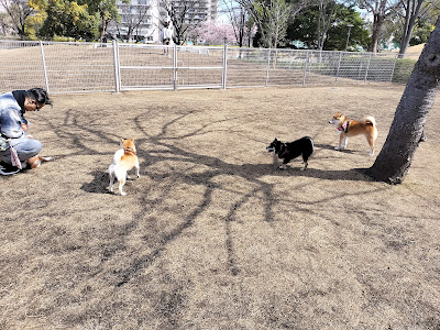 新左近川親水公園ドッグラン 사진 3