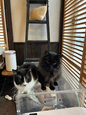 Necot Cat Cafe 사진 3