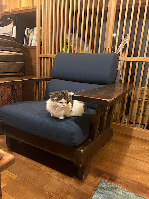 Necot Cat Cafe 사진 4
