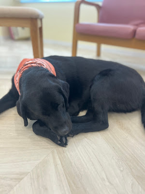 大型犬ふれあいカフェ セラピーMate 世田谷店 사진 2