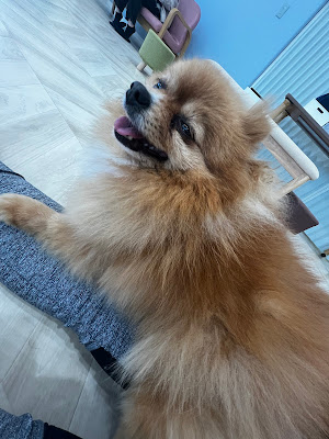 大型犬ふれあいカフェ セラピーMate 世田谷店 사진 4