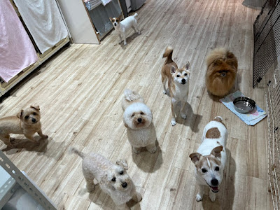 Andy Cafe Dog Salon Sasazuka 사진 2