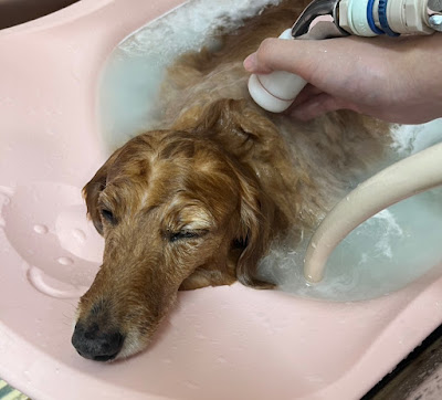 Andy Cafe Dog Salon Sasazuka 사진 5